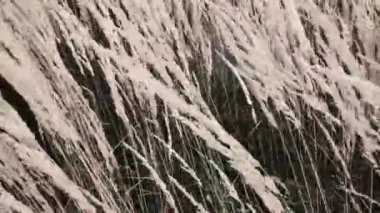 Kırsal sonbahar alanı arka planı, doğa ve çevre