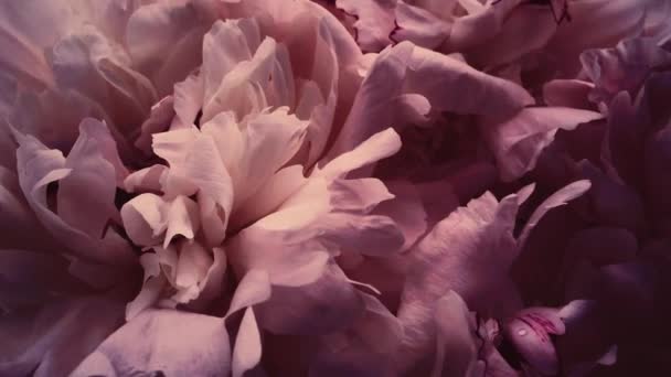 Vintage-Pfingstrosen in voller Blüte, pastellfarbene Pfingstrosen als Feiertag, Hochzeit und floraler Hintergrund — Stockvideo