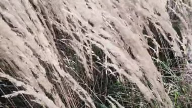 Kırsal sonbahar alanı arka planı, doğa ve çevre