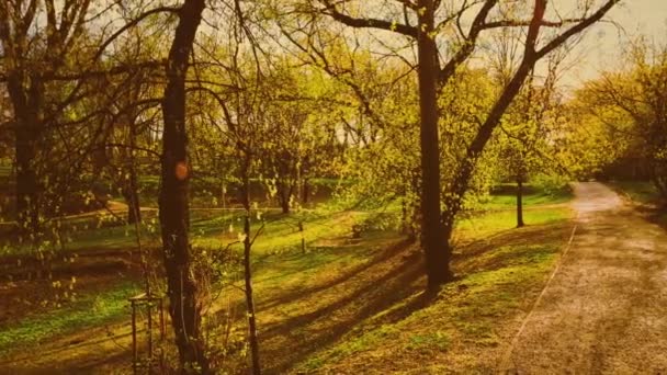 Panchina vuota nel parco autunnale, stagione autunnale natura — Video Stock