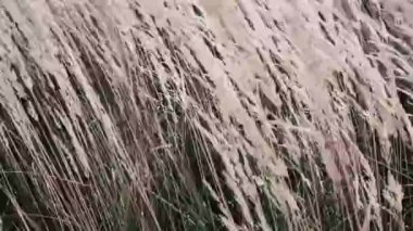 Kırsal sonbahar alanı arka planı, doğa ve çevre