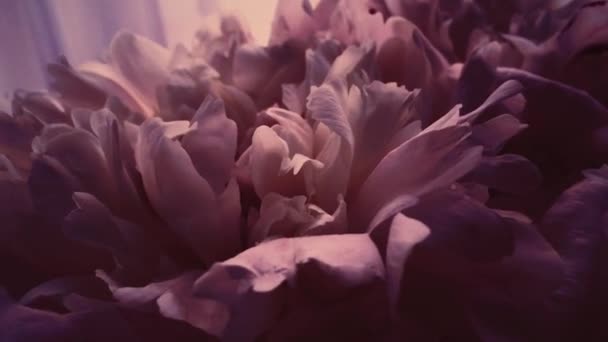 Peonie d'epoca in fiore, fiori di peonia pastello come festa, matrimonio e sfondo floreale — Video Stock