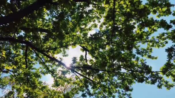 Zielone liście na drzewie, promienie słońca i błękitne niebo — Wideo stockowe