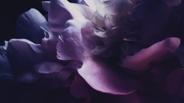Peonías violetas oscuras en flor, flores de peonía púrpura como fiesta, boda y fondo floral — Vídeos de Stock