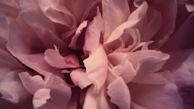 Çiçekli eski şakayıklar, tatil olarak pastel şakayık çiçekleri, düğün ve çiçek arkaplanı