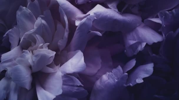 Donker violette pioenen in bloei, paarse pioenroos bloemen als vakantie, bruiloft en bloemen achtergrond — Stockvideo