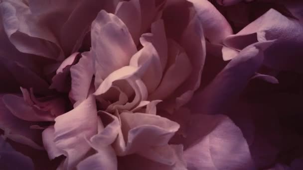 Vintage-Pfingstrosen in voller Blüte, pastellfarbene Pfingstrosen als Feiertag, Hochzeit und floraler Hintergrund — Stockvideo