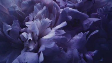 Çiçekli koyu mor şakayıklar, tatil olarak mor şakayık çiçekleri, düğün ve çiçek arkaplanı.