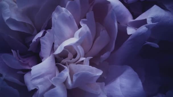 Dark violet peonies in bloom, purple peony flowers as holiday, wedding and floral background — Stock Video