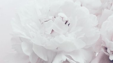 Saf beyaz şakayıklar, çiçekli pastel şakayıklar bayram, düğün ve çiçek arkaplan çiçekleri.