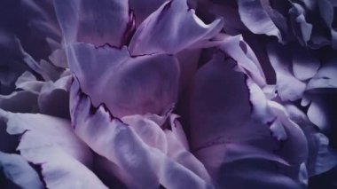 Çiçekli koyu mor şakayıklar, tatil olarak mor şakayık çiçekleri, düğün ve çiçek arkaplanı.