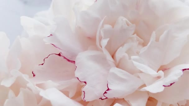 Красиві півонії в цвітіння, пастельні півонійні квіти як свято, весілля і квітковий фон — стокове відео