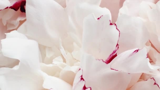 Hermosas peonías en flor, flores de peonía pastel como vacaciones, boda y fondo floral — Vídeos de Stock