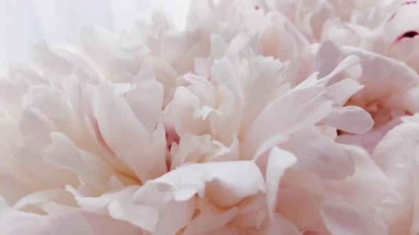 Belle peonie in fiore, fiori di peonia pastello come festa, matrimonio e sfondo floreale — Video Stock