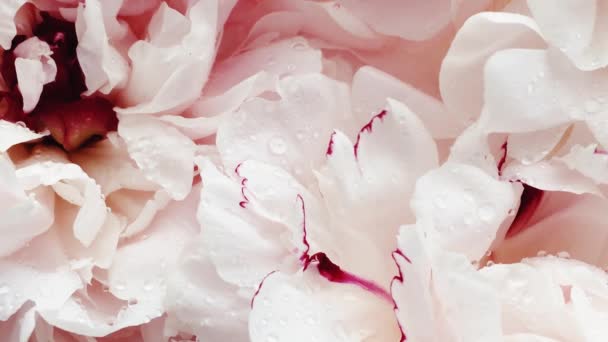 美丽的牡丹盛开，牡丹花如假日、婚礼和花卉背景 — 图库视频影像