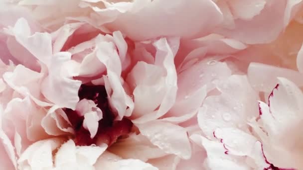 Belle peonie in fiore, fiori di peonia pastello come festa, matrimonio e sfondo floreale — Video Stock