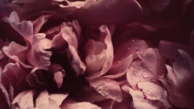 Çiçekli eski şakayıklar, tatil olarak pastel şakayık çiçekleri, düğün ve çiçek arkaplanı