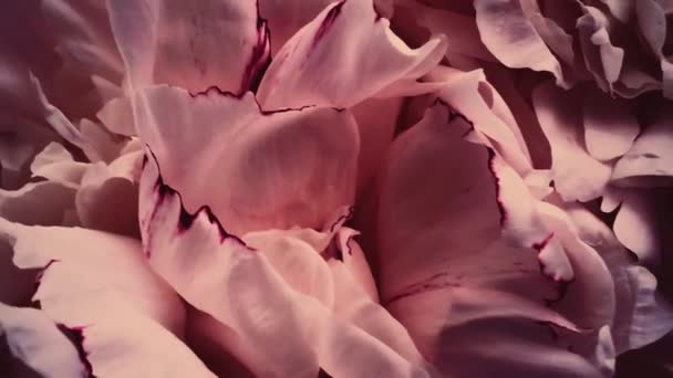 Вінтажні півонії в цвітіння, пастельні півонії квіти як свято, весілля і квітковий фон — стокове відео