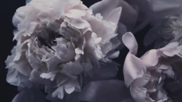 Peonie vintage scure, fiori di peonia pastello in fiore come festa, matrimonio e sfondo floreale — Video Stock
