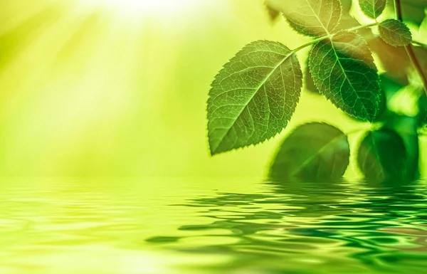Zelené listy a pramenitá voda, ekologie a bio energie pozadí — Stock fotografie