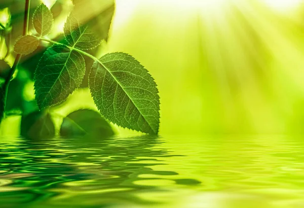 Feuilles vertes et eau de source, éco nature et fond bioénergétique — Photo