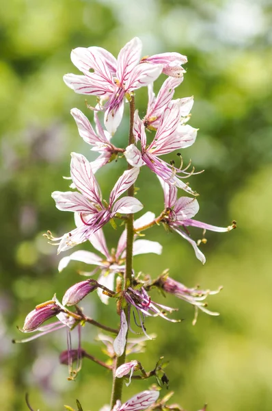 Beyaz çiçekli fraxinella