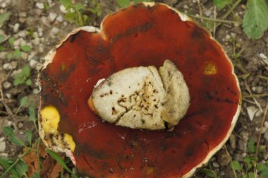 Fotoğraf bölümünde büyük bir mantar