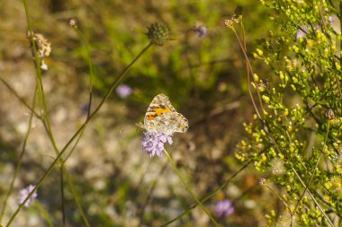 Böceklerin makro fotoğrafçılığı, ormandaki kelebekler