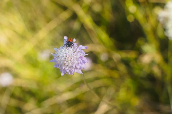 Petit Scarabée Sur Une Fleur Photo Dans Forêt — Photo