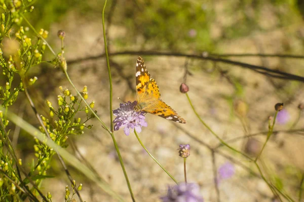 Yaz ormanında fotoğraf kelebekler