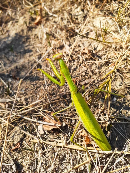 Yazın çimlerde yeşil peygamber devesi