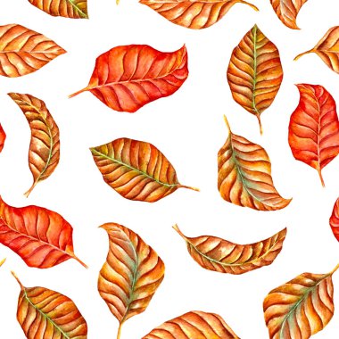 Beyaz, Dikişsiz desen suluboya sonbahar yaprakları kümesi.