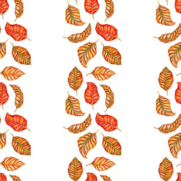 Набор Акварельных Осенних Листьев Белом Бесшовном Рисунке — стоковое фото