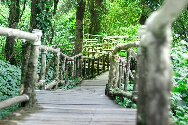 Bridge wood forest wooden trail nature path mountain, water, summer, scene, pathway outdoor green rural landscape walk decay scenic end walkway background light old plant walkway tree