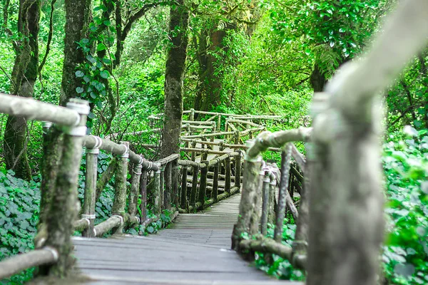 Bridge wood forest wooden trail nature path mountain, water, summer, scene, pathway outdoor green rural landscape walk decay scenic end walkway background light old plant walkway tree