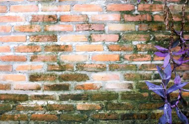 Duvar üzerinde yeşil MOS doğal arka plan