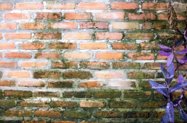 Duvar üzerinde yeşil MOS doğal arka plan