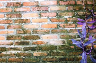 Duvar üzerinde yeşil MOS doğal arka plan