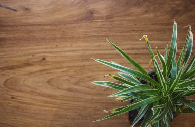 Tahta masadaki tencerede kaktüs var.