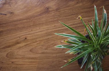 Tahta masadaki tencerede kaktüs var..