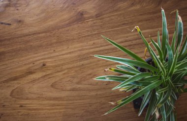 Tahta masadaki tencerede kaktüs var..