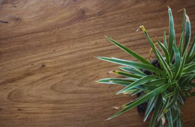 Tahta masadaki tencerede kaktüs var..