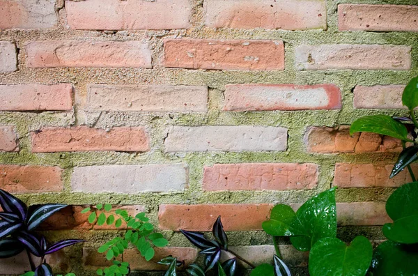 Duvar üzerinde yeşil MOS doğal arka plan