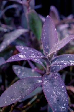 Yağmurdan sonra çiçekler üzerinde su damlaları