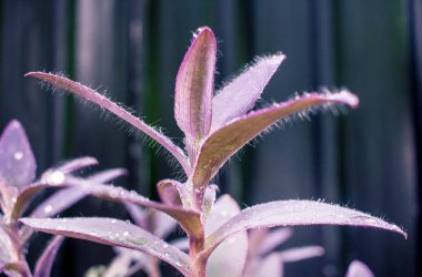 Yağmurdan sonra çiçekler üzerinde su damlaları