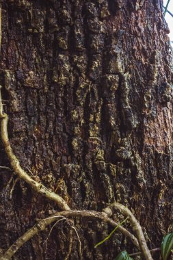 Yağmur ormanında ağaç kabuğu üzerinde yeşil Moss