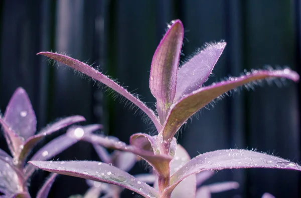 Yağmurdan sonra çiçekler üzerinde su damlaları