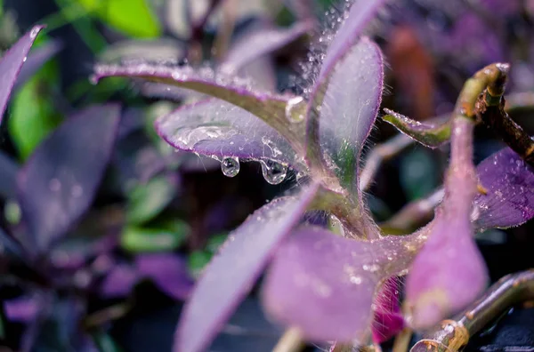 Yağmurdan sonra çiçekler üzerinde su damlaları