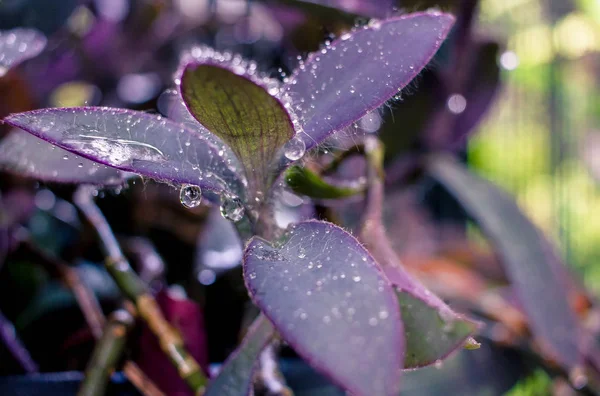 Yağmurdan sonra çiçekler üzerinde su damlaları