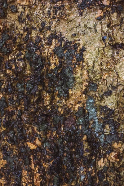雨林树皮上的绿苔 — 图库照片